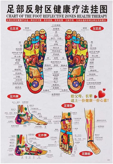 Dynamic Pcs Set Human Acupoint Map English Acupuncture Meridian