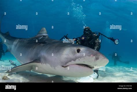 Shark in tonic hi-res stock photography and images - Alamy