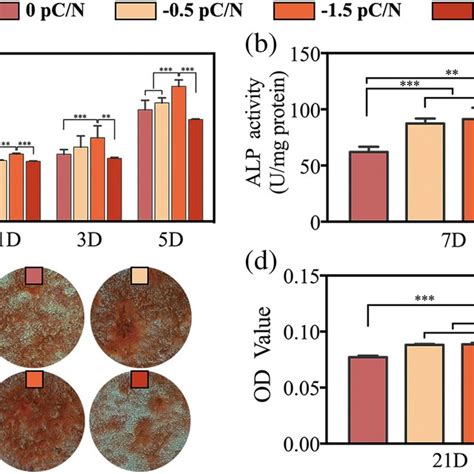 Cell Adhesion Proliferation And Osteogenic Differentiation Evaluation