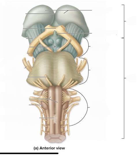 Brain Stem Diagram Quizlet