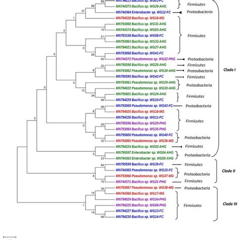 Phylogenetic Tree Showing Evolutionary Relationships Of Gut Bacteria