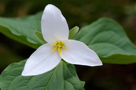 Como Cultivar E Cuidar De Flores Trillium Idamas