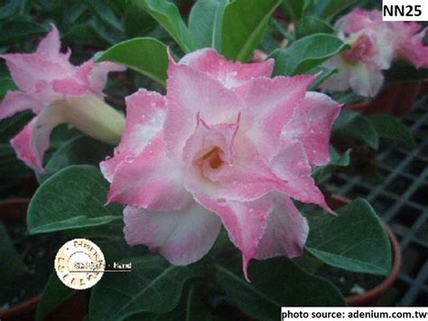 Adenium Obesum White W Pink Edges Double Petal Desert Rose Sabi