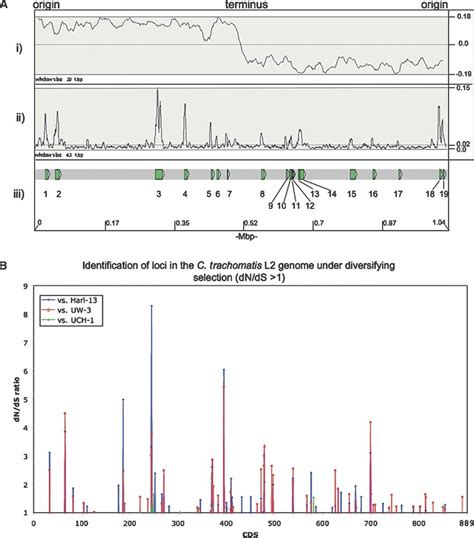 A Distribution Of SNPs Over The C Trachomatis Strain L2 Genome