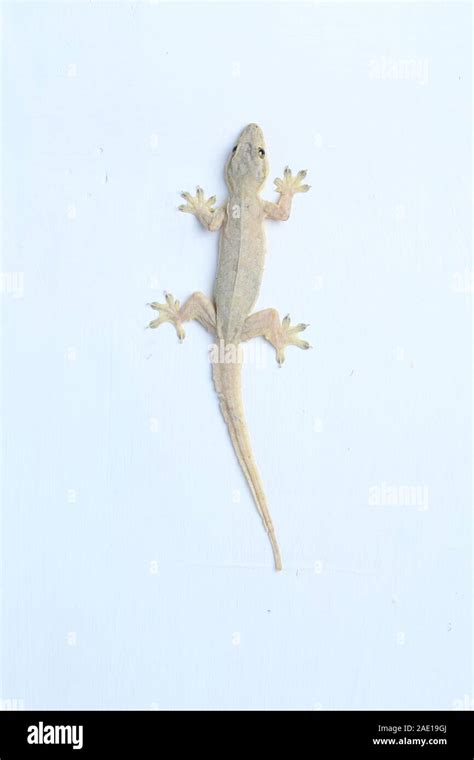 Asian House lizard (hemidactylus) or common gecko isolated on white ...