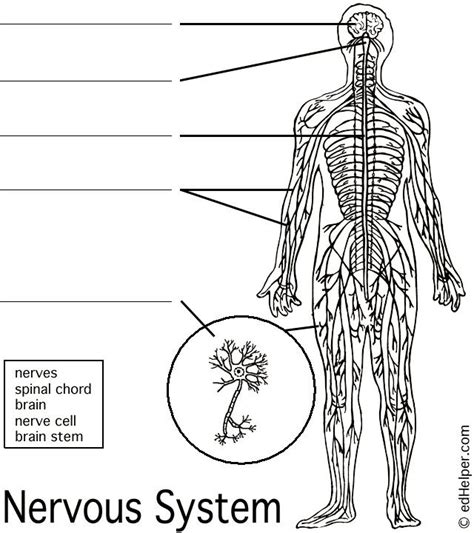 Nervous System Diagram Unlabeled