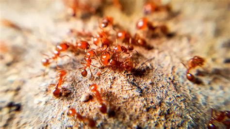 Fire Ants Everything To Know About These Biting Insects A Z Animals