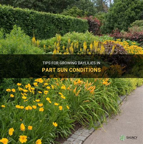 Tips For Growing Daylilies In Part Sun Conditions ShunCy