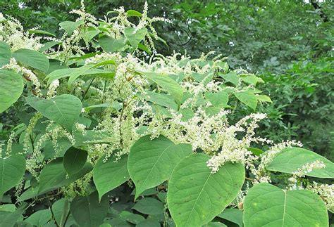 Japanese Knotweed Greenova Ltd