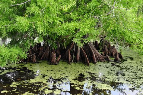 Musings Of A Biologist And Dog Lover Marsh Or Swamp