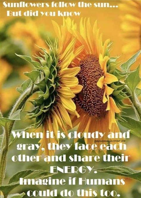 Pin By Kathy Millwood On Sayings That Inspire Sunflower Facts