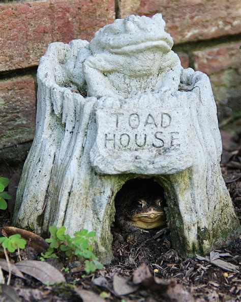 Make A Toad House Welcome Wildlife