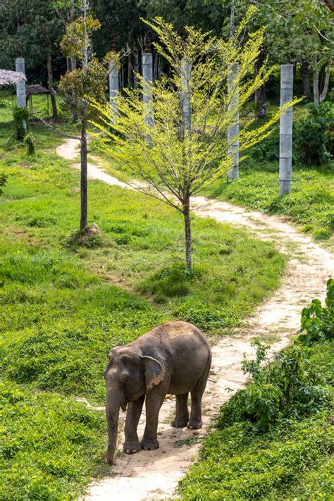 Best Elephant Sanctuary In Phuket What Makes It Special