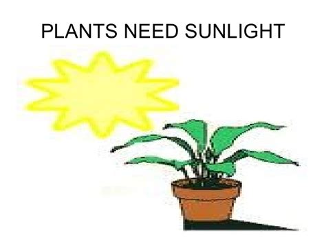 Why do plants need an sunlight to survive? ~ All awesome facts of life