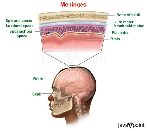 Layers of Brain - Javatpoint