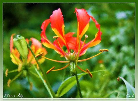 These Are Some Of The Best Flowers From Tamil Nadu India Own