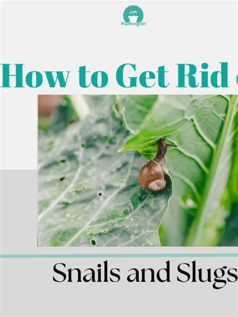 6 Easy Ways To Get Rid Of Snails And Slugs In Garden Planting 101