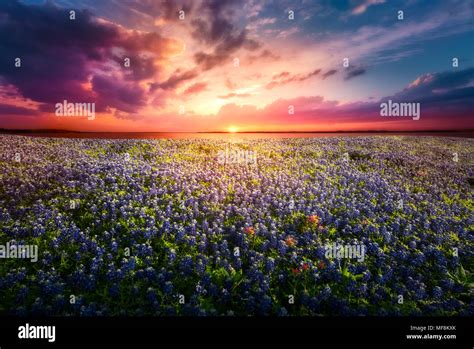 Texas Bluebonnet Sunset Stock Photo - Alamy