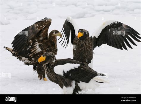 Stellers Sea Eagles And A White Tailed Eagle Together On The Drifting