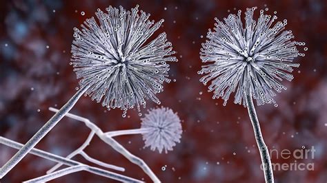 Aspergillus Niger Fungus Photograph By Kateryna Kon Science Photo