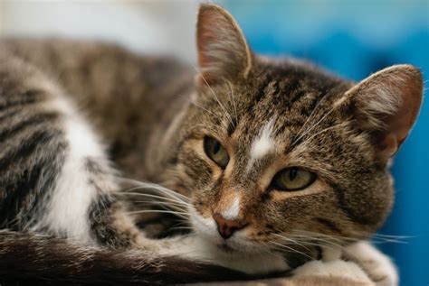 ¿para Qué Sirven Los Bigotes De Los Gatos Hospital Veterinario Asturias