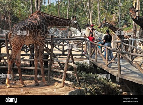 Giraffe Meets Visitors At Chiang Mai Zoo Thailand Stock Photo Alamy