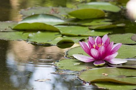 Water Lily Pink Aquatic Plant Free Photo On Pixabay Pixabay