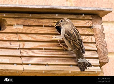 House Sparrow Passer Domesticus Female Bird And Nesting Box In Breeding Season Sparrow Visits