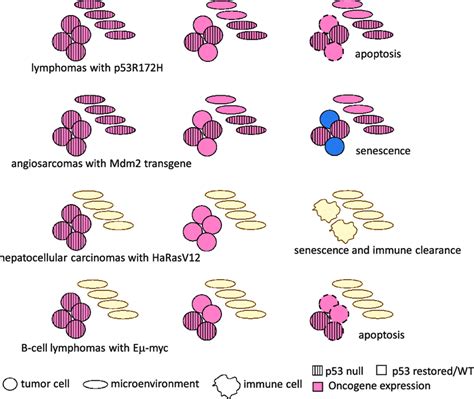 Response To P53 Restoration In Tumors With P53 Loss And A Cooperating