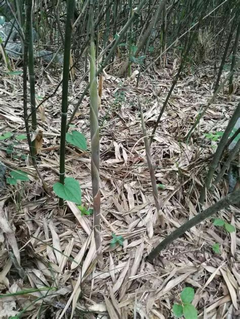 農村漫山遍野的野竹筍，美味，好玩，你沒吃過 每日頭條