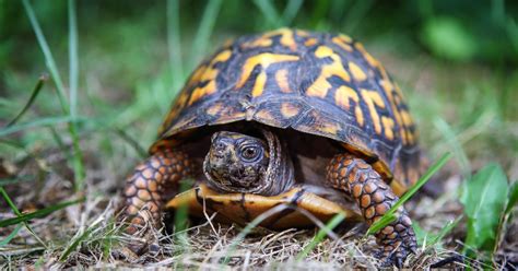 Turtles in Virginia (25 Species) - SnakeTracks.com