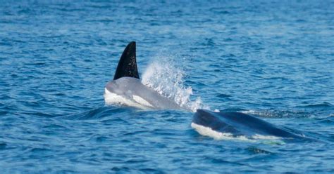 Ultra Rare White Killer Whale Caught On Camera By Stunned Marine