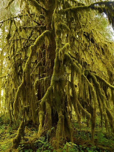 Regen Wald Hoh Rainforest Olympic National Park Stockbild Bild Von