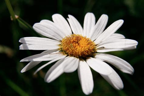 Fotos gratis naturaleza blanco pétalo verde botánica flora flor