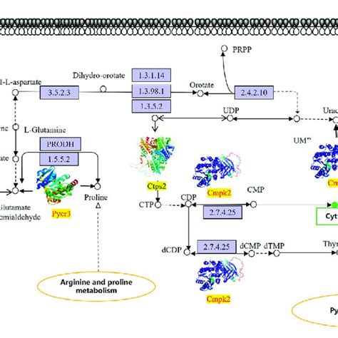 Kegg Pathway Map Of Differential Metabolites And Protein The Box In