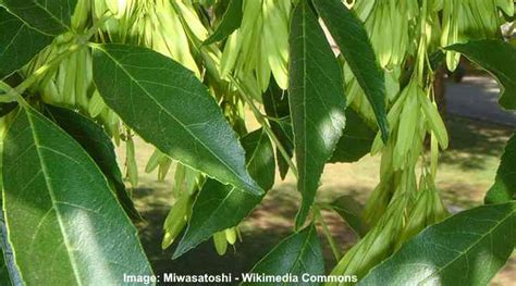 Ash Trees Types Bark And Leaves Identification Guide Pictures