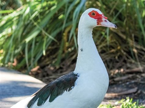 University Removes Number Of Invasive Muscovy Ducks The Miami Hurricane