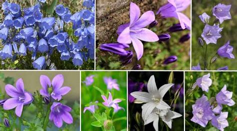 Campanula Flowers: Varieties, and Caring For Campanula Bellflower Plants