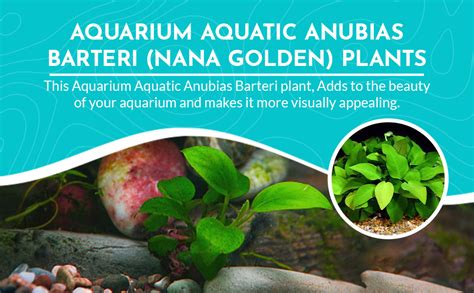 Amazon CANTON AQUATICS Aquarium Anubias Barteri Nana Golden Potted