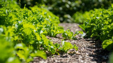 Unity Gardens of South Bend: Free to pick produce at community garden
