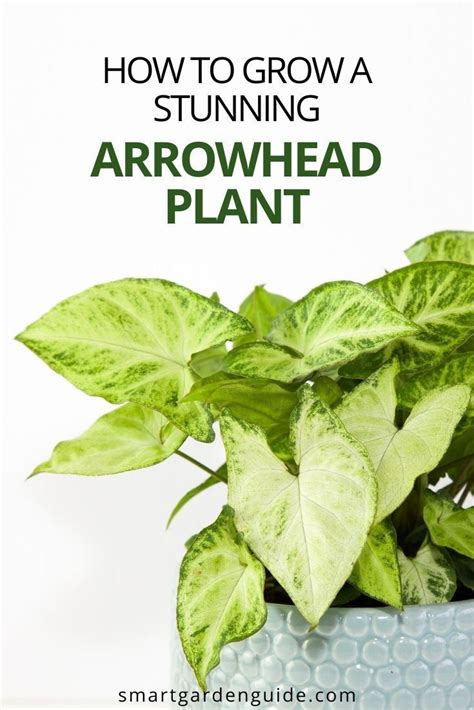 How To Care For An Arrowhead Plant Syngonium Podophyllum Smart