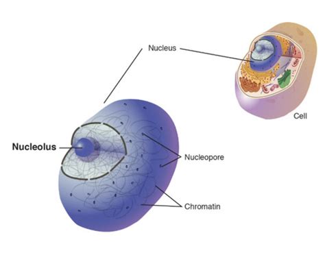 Oral Embryology Midterm Review Flashcards Quizlet