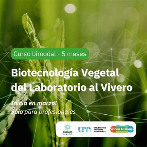 Biotecnolog A Vegetal Del Laboratorio Al Vivero Bimodal Silicon