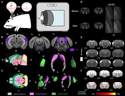 Frontiers Structural Alterations In A Rat Model Of Short Term