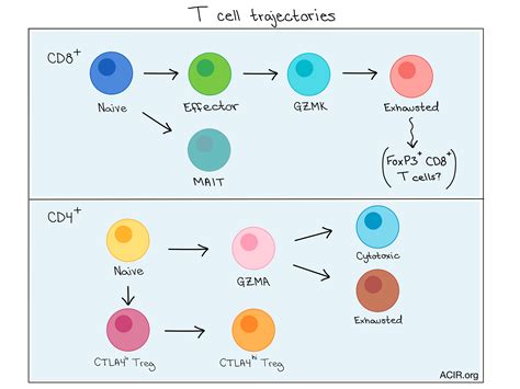 Landscape of Infiltrating T Cells in Liver Cancer Revealed by Single ...