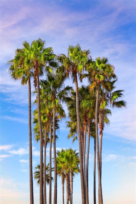 Tall Vertical Palm Trees Stock Photo Image Of Blue Travel 45525118