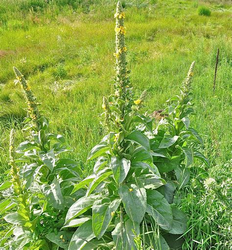 Common Mullein Stunning Photos Of The Flannel Leaf Plant Live Science