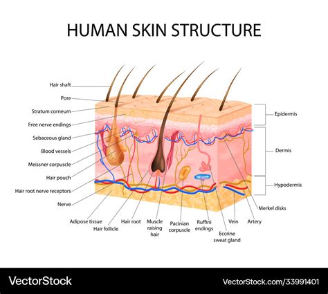 Skin Sensory Receptors Concept Royalty Free Vector Image