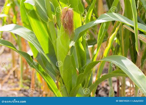 Closeup Corn On The Stalk In The Corn Field Stock Image Image Of