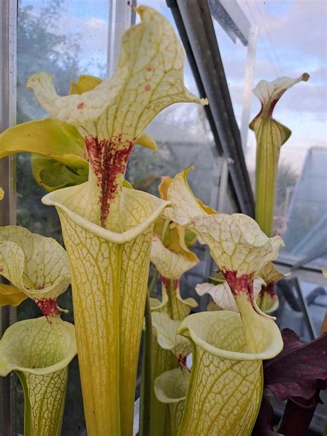 Sarracenia Glynis Wheeler X Leah Wilkerson Big X Premysl Okta X